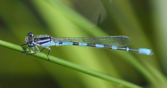 Little bluet
