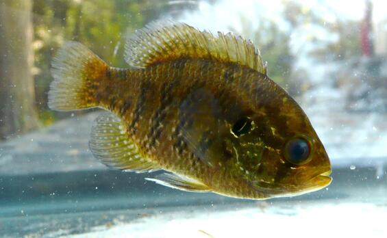 Banded sunfish