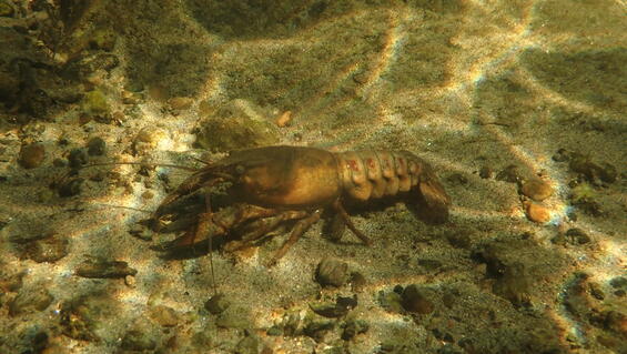 Spinycheek crawfish
