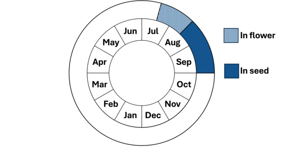 Graphic representation of life cycle, also described in text. 