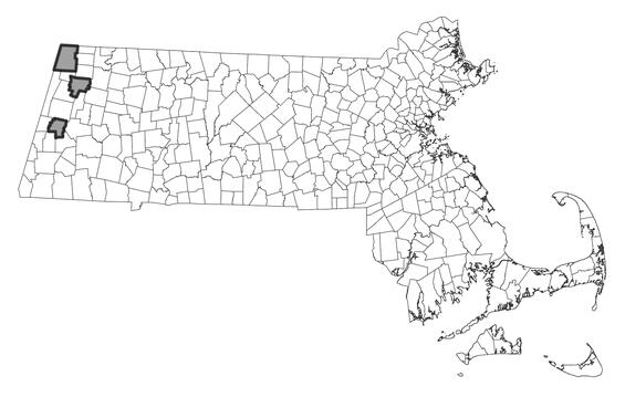 Map showing the distribution of this species in Massachusetts