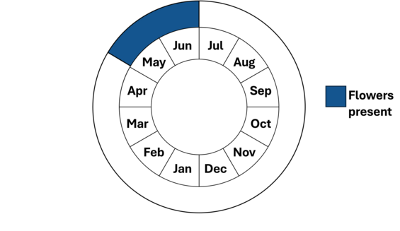 Graphic representation of life cycle, also described in text.