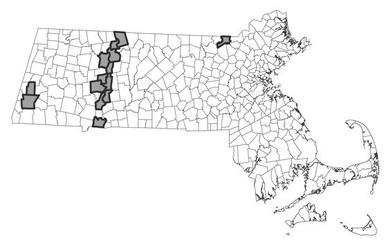 Map showing the distribution of this species in Massachusetts