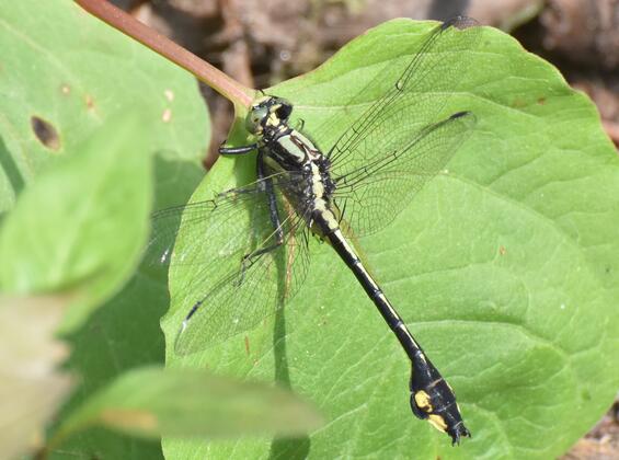 Skillet clubtail