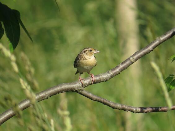 Grasshopper sparrow