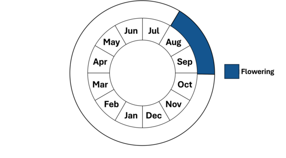 Graphic representation of life cycle, also described in text.