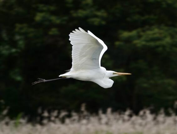 Great egret