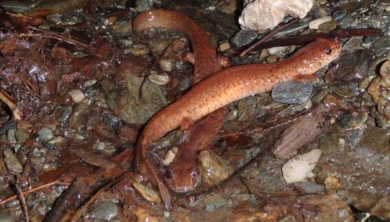 pair of adult spring salamanders