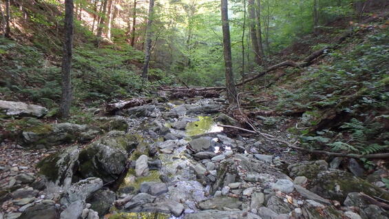 A typical spring salamander stream in Massachusetts