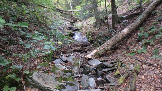 Upper reaches of headwater stream