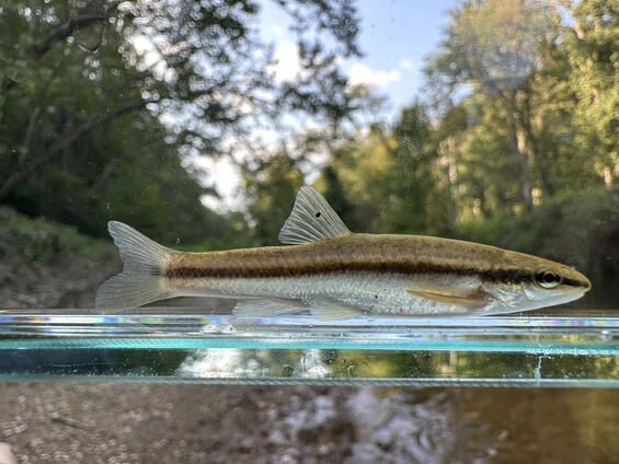 Blacknose dace