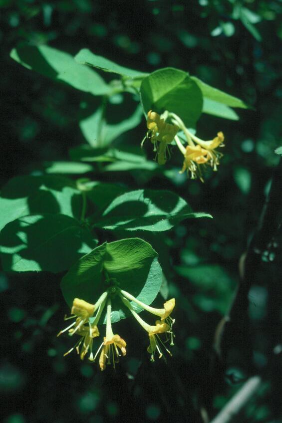 hairy honeysuckle