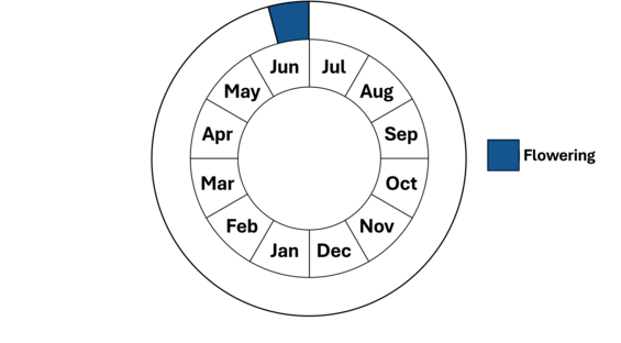 Graphic representation of life cycle, also described in text.