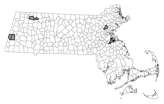 Map showing the distribution of this species in Massachusetts