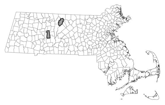 Map showing the distribution of this species in Massachusetts