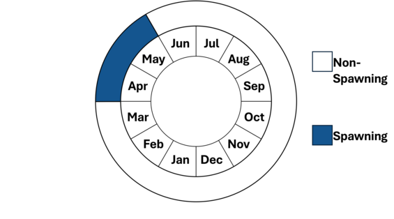 Graphic representation of life cycle, also described in text.