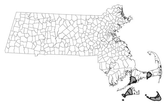 Map showing the distribution of this species in Massachusetts