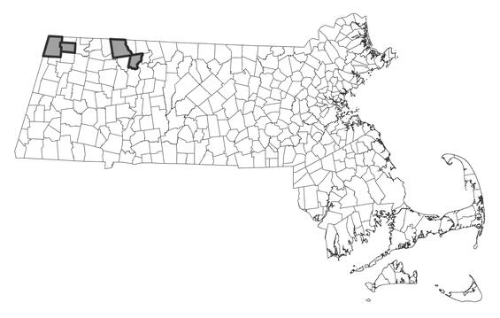 Map showing the distribution of this species in Massachusetts