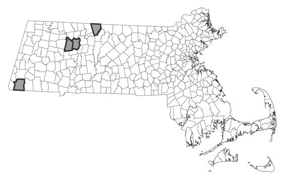 Map showing the distribution of this species in Massachusetts