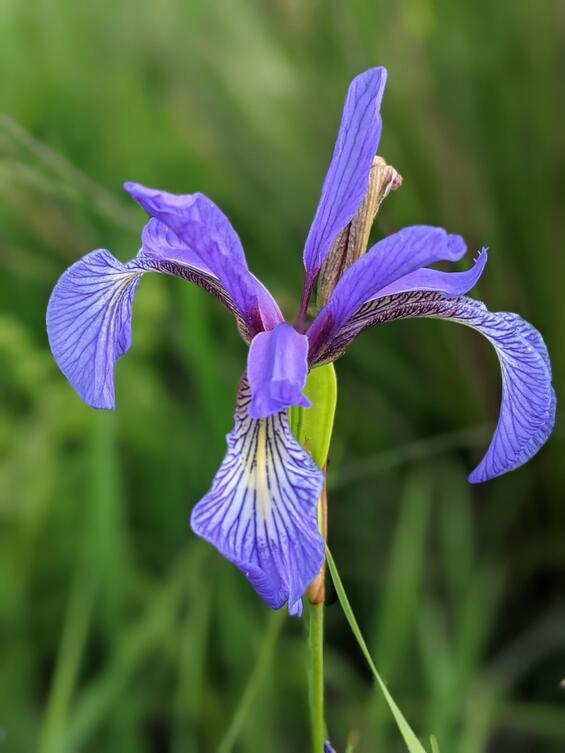 Close up of a slender blue flag flower