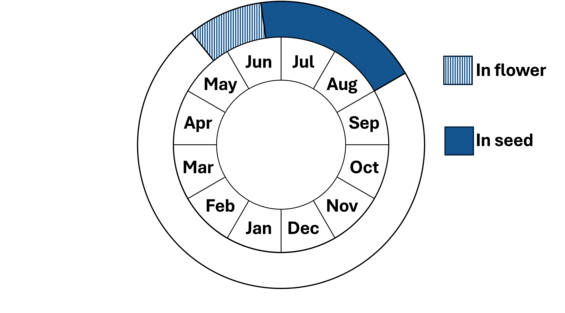 Graphic representation of life cycle, also described in text.