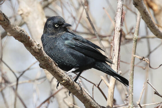 Rusty blackbird