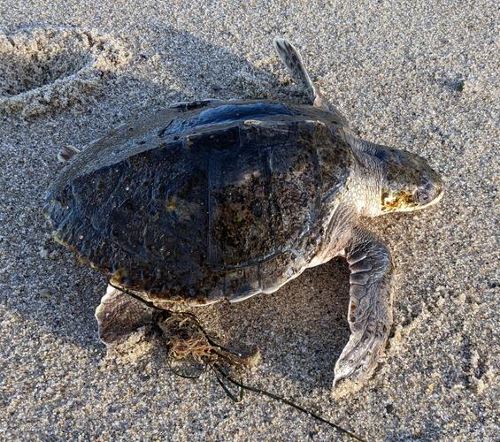 Kemp’s ridley sea turtle