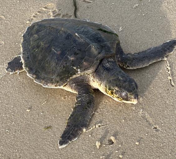 Kemp’s ridley sea turtle
