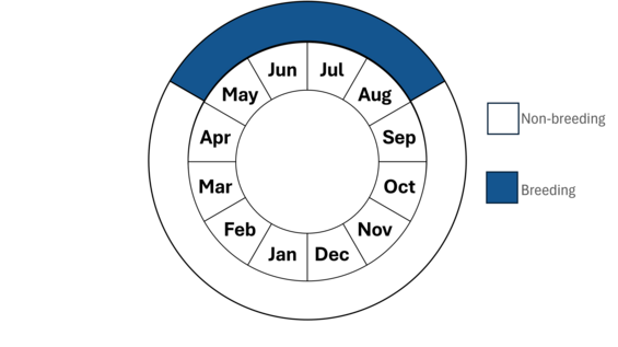 Graphic representation of life cycle, also described in text.