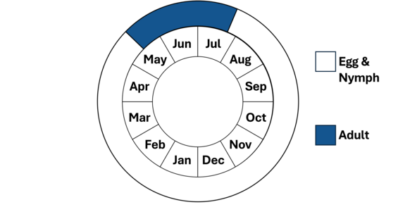 Graphic representation of life cycle, also described in text.  