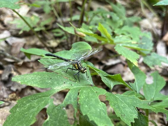 Northern pygmy clubtail