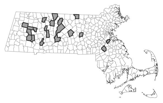 Map showing the distribution of this species in Massachusetts  