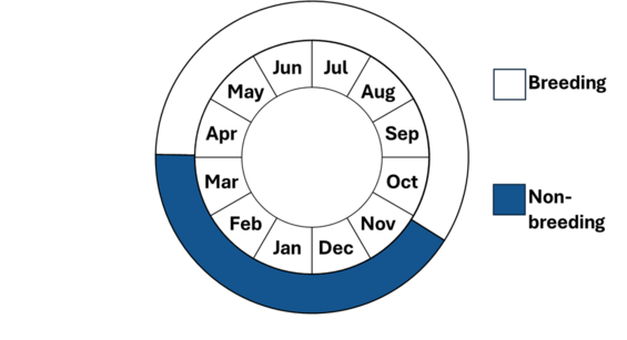 Graphic representation of life cycle, also described in text.