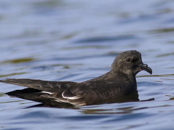 Leach’s storm-petrel