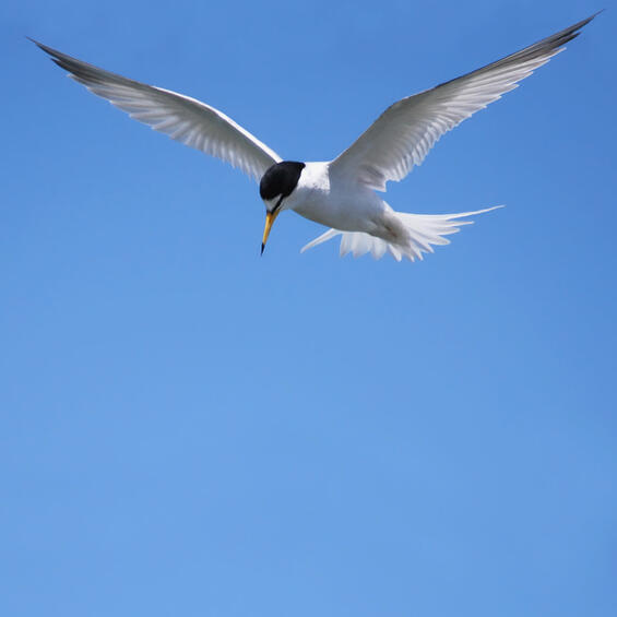 Least tern