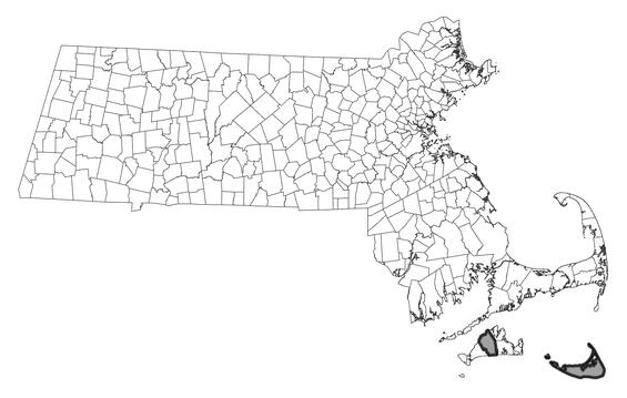 Map showing the distribution of this species in Massachusetts