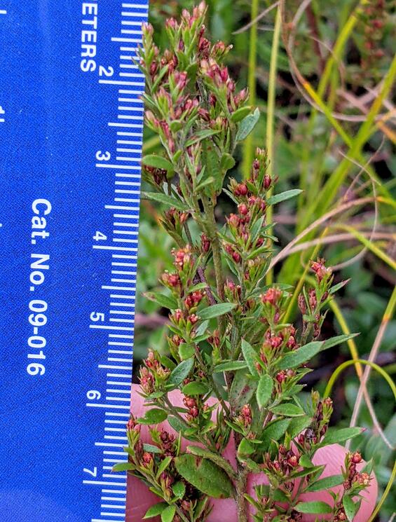 Lechea minor
