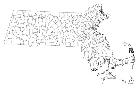Map showing the distribution of this species in Massachusetts.  