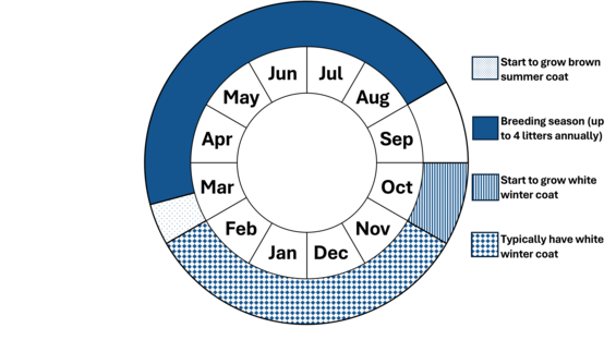 Graphic representation of life cycle, also described in text.