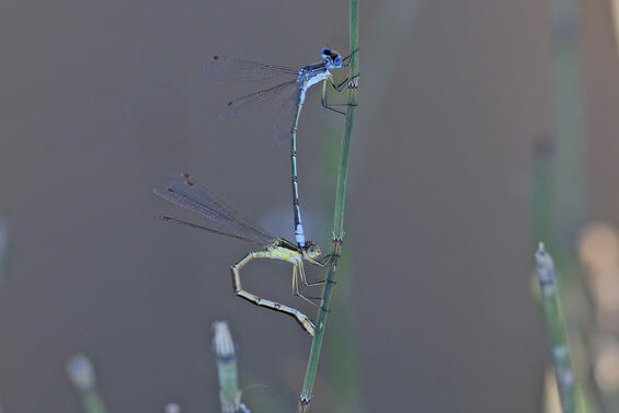 Lyre-tipped spreadwing