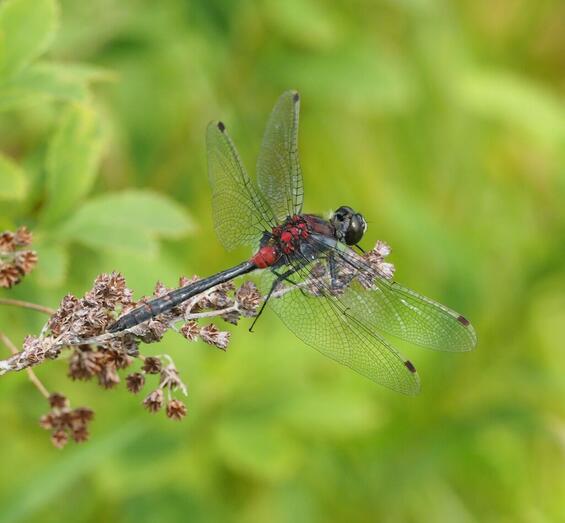 Crimson-ringed whiteface