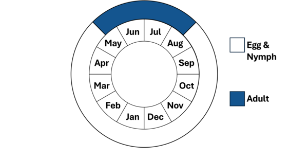 Graphic representation of life cycle, also described in text.