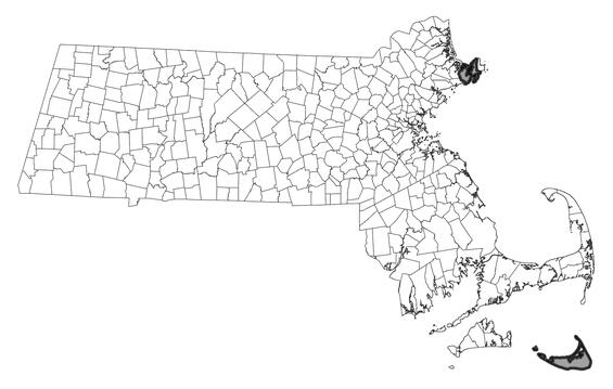Map showing the distribution of this species in Massachusetts