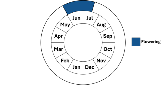 Graphic representation of life cycle, also described in text. 