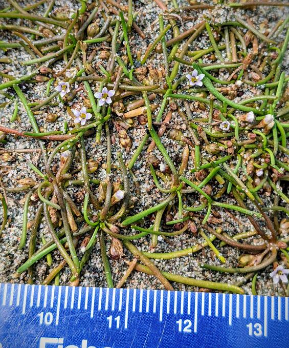 atlantic mudwort