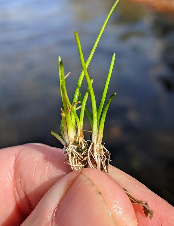 atlantic mudwort