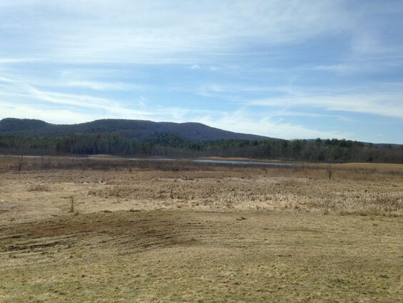 Wet meadows and upland fields bordering marshes represent an ideal habitat configuration for northern leopard frogs in Massachusetts.
