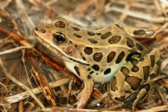 northern leopard frog 