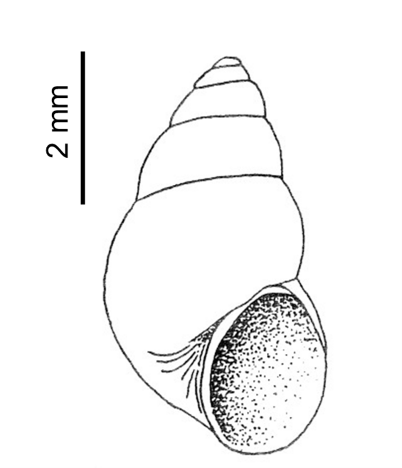 hydrobe shell
