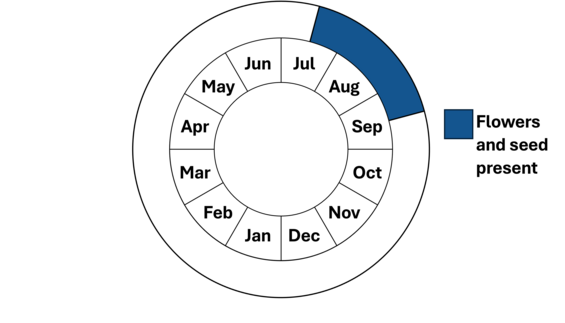 Graphic representation of life cycle, also described in text.